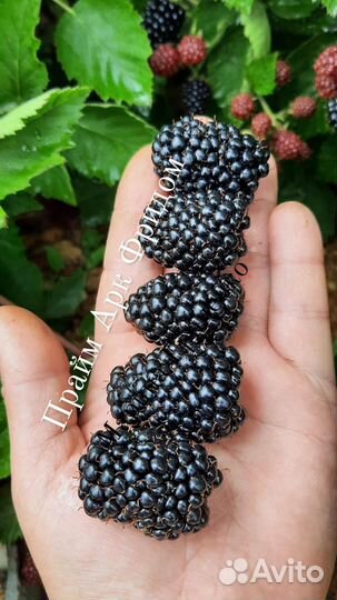 Саженцы ежевики ремонтантной