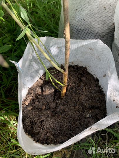 Ива шаровидная