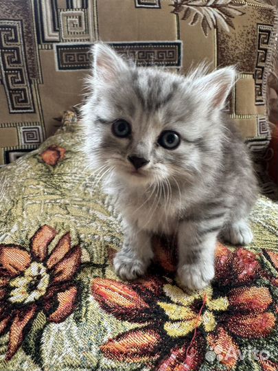 Котята