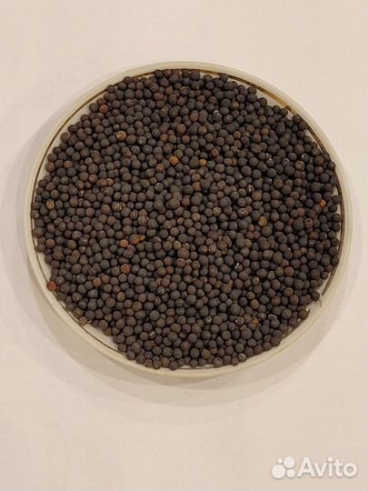 Сидерат Вика