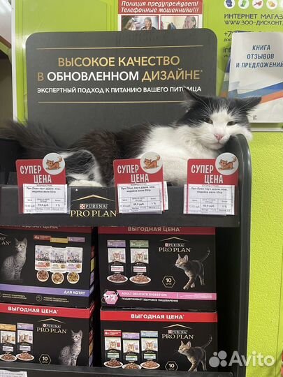 Кот в добрые руки