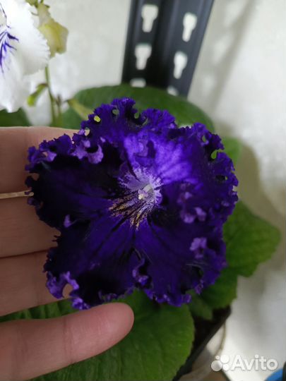 Стрептокарпусы