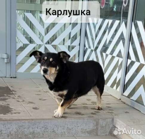 Волча и Карлуша