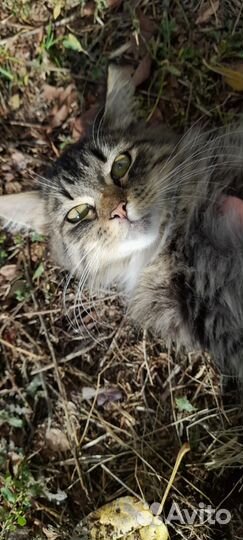 Котик в добрые руки