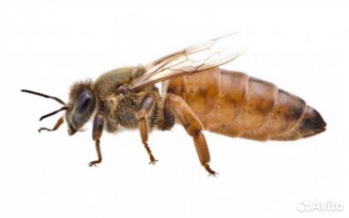 Пчеломатки