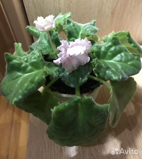 Комнатные цветы, любителей приглашаю в профиль)