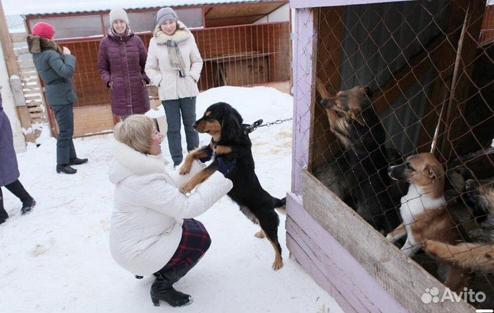 Работник приюта бездомных животных сжм