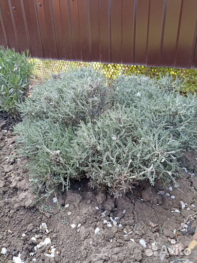 Сантолина, розмарин