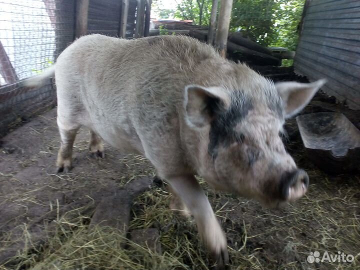 Хряк на племя