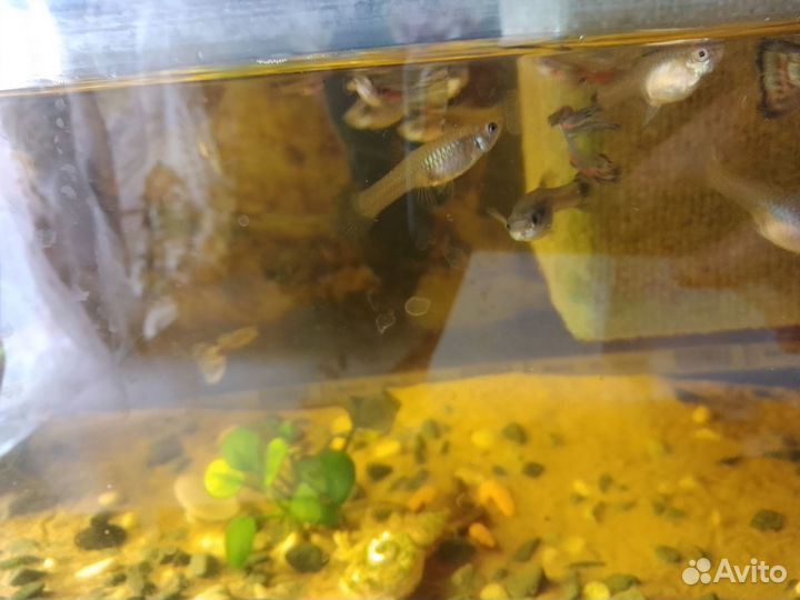 Аквариум с рыбками
