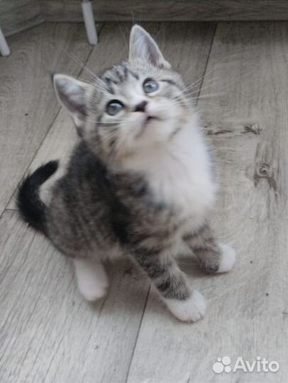 Тигровый табби