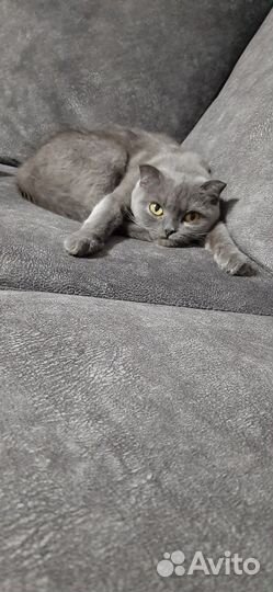 Шотландская вислоухая кошка