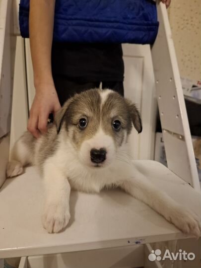 Отдам в добрые руки