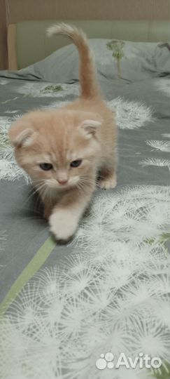 Британский кот