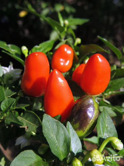 Семена декоративных перцев (Capsicum annuum)