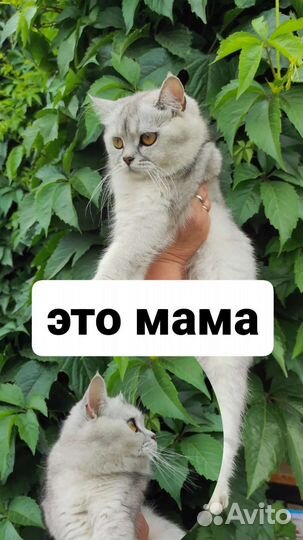 Британцы бесплатно