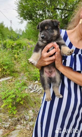 Мальчюганы