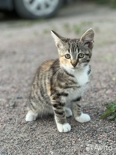 Котенок беспатно в дар