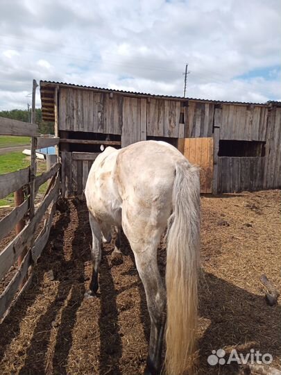 Жеребец орловский рысак