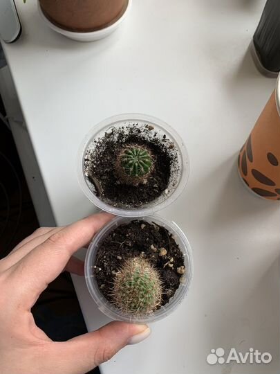 Алоказия кактусы и другие комнатные растения цветы