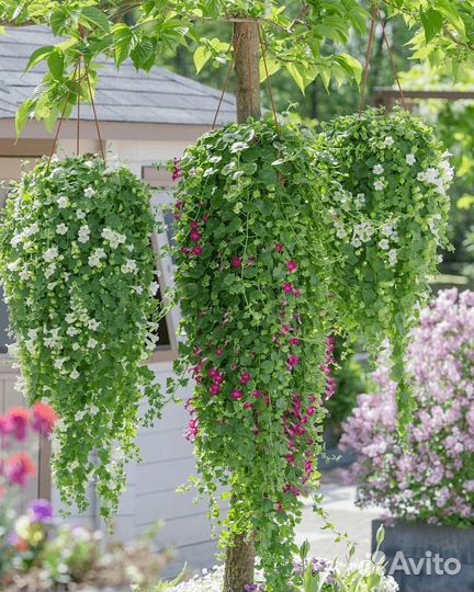 Укорененные черенки