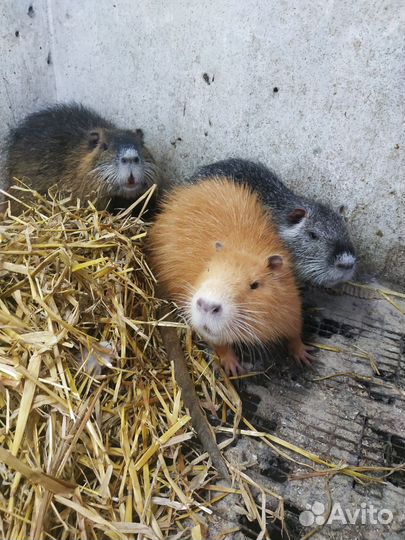Нутрии живые