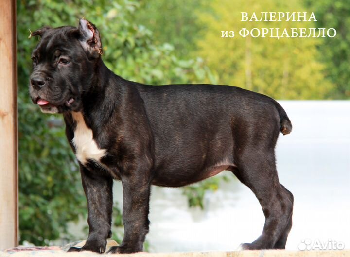 Породные щенки кане корсо