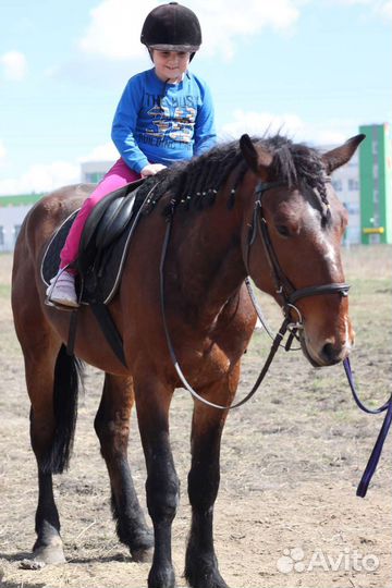 Занятия на лошадях, прогулки на лошадях