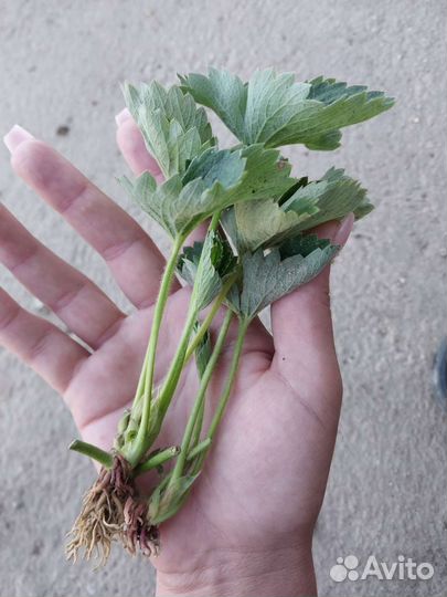 Рассада клубники 