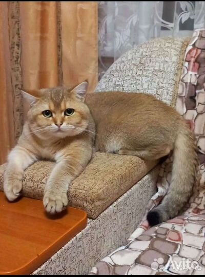 Кошки