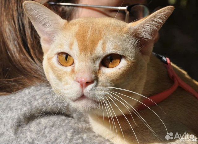 Бурманские котята питомник объявление продам