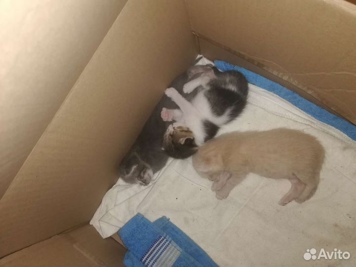 Кошки в добрые руки бесплатно