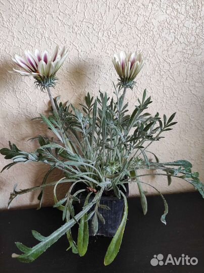 Гацания, колеус, фикус пумила, плющ