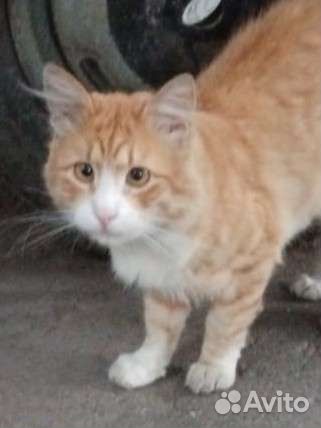На улице рыжий котик