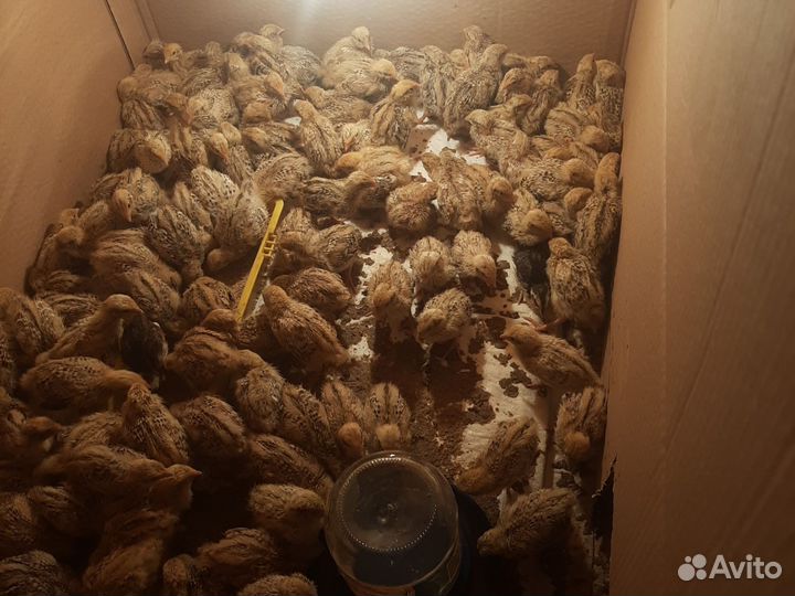 Недельные перепела