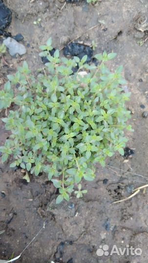 Тимьян лимонный