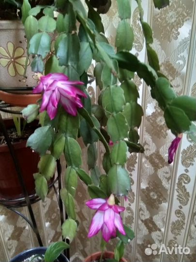 Комнатные растения Декабрист