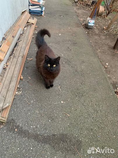 Котенок в шубке