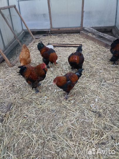 Молодые петушки породы брама куропатчатая