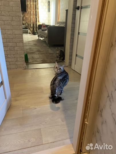 Шотландский кот, вязка