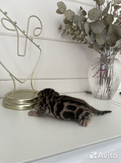 Бенгальские котята