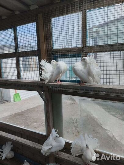 Голуби павлины