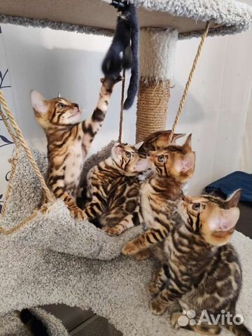 Чистопородные Бенгальские котята с документами объявление продам