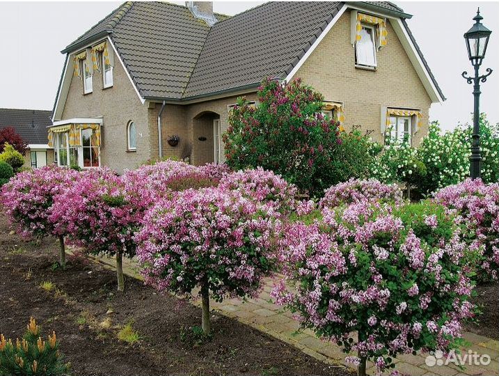 Сирень на штамбе