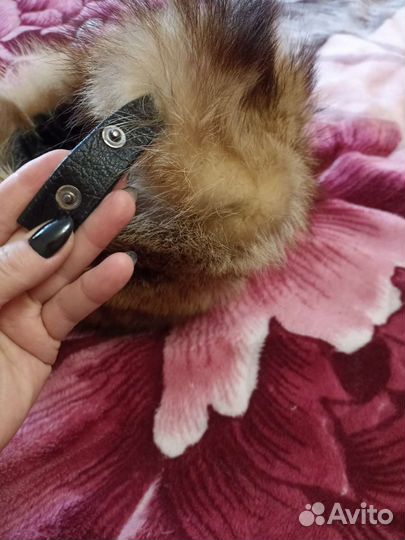 Шапка новая