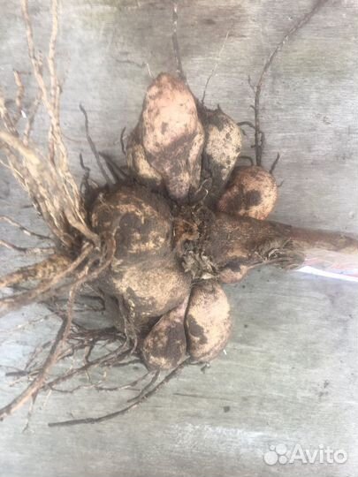 Георгины клубни