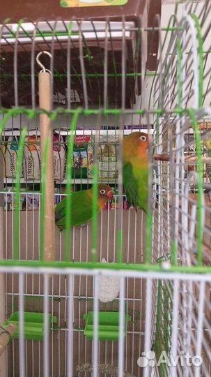 Zooгостиница для грызунов и птиц