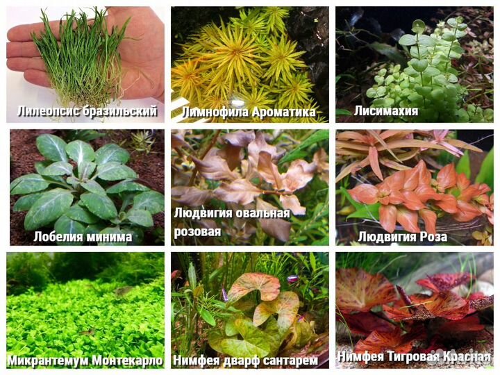 Много видов аквариумных растений