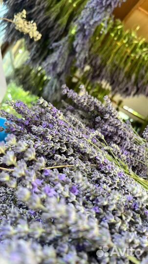 Лавандин крымский (3 сорта)