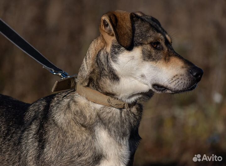 Собака Триша в добрые руки